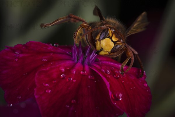 European hornet (Vespa crabro) sits on a red blossom with drops of water