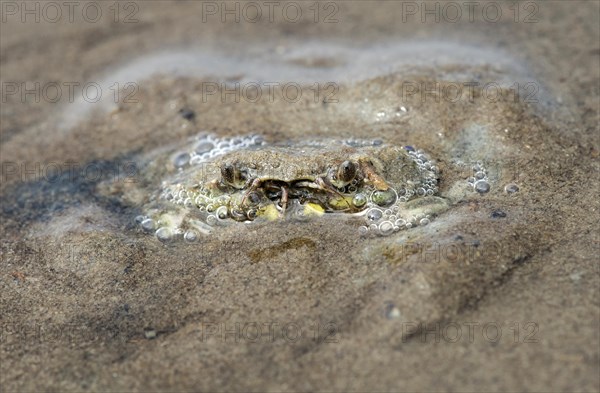 European green crab (Carcinus maenas) hides in the sand
