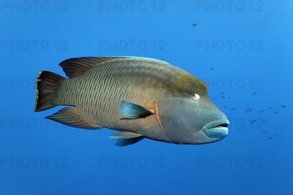 Subadult Humphead Wrasse (Cheilinus undulatus)