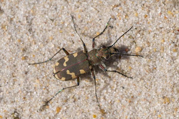 Northern dune tiger beetle (Cicindela hybrida) in sand