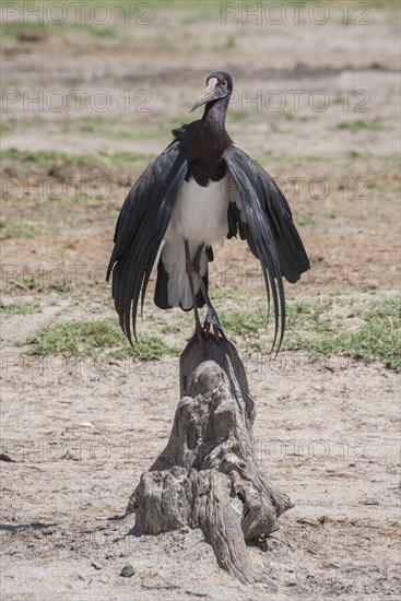 Abdim's stork (Ciconia abdimii) cools itself at midday heat