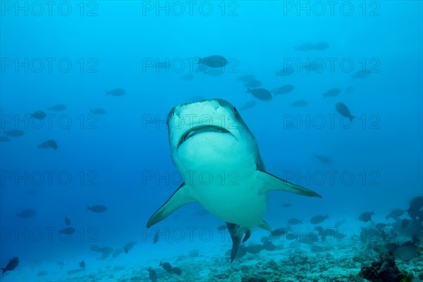 Tiger Shark (Galeocerdo cuvier) swims over coral reef