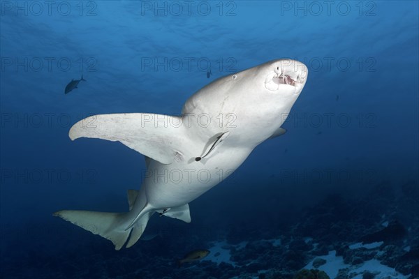 Tawny nurse shark (Nebrius ferrugineus)