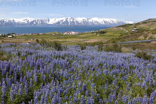 Field with Nootka lupins (Lupinus nootkatensis)