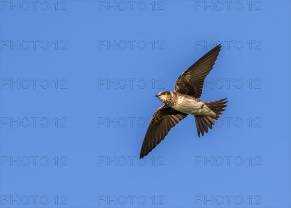 Purple martin (Progne subis) flying in blue sky