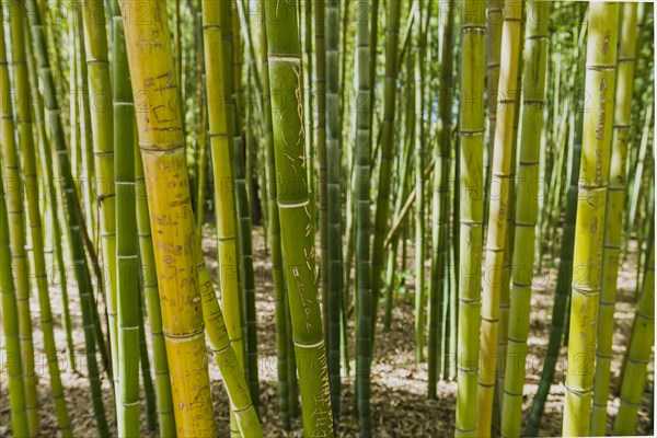 Bamboo forest