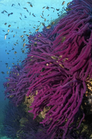 Steep wall with Red sea whip (Ellisella sp.)