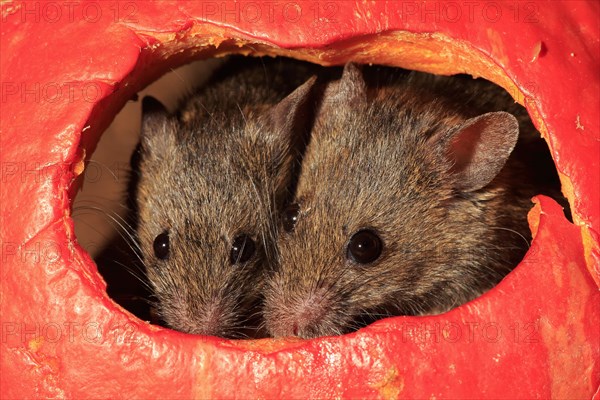 Two House mice (Mus musculus)