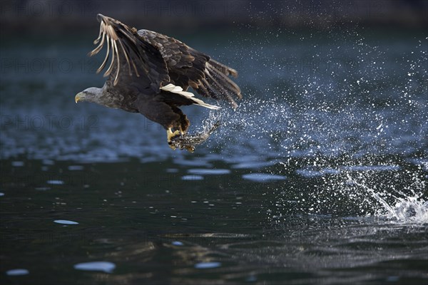 Rising White-tailed eagle (Haliaeetus albicilla) with captured fish at Vagstranda