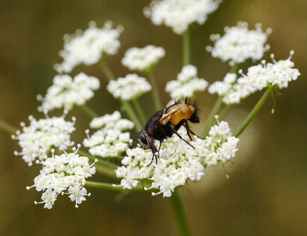 Tachina fera (Tachina fera) on umbelliferous blossom