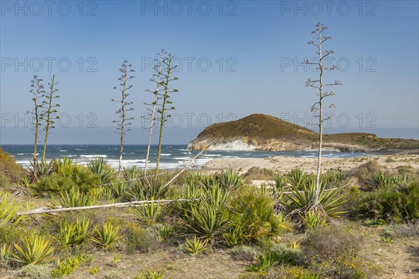 Agaves on the beach by the sea