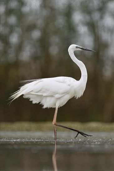 Great egret (Ardea alba)