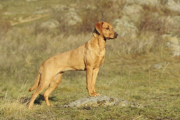 Labrador Retriever