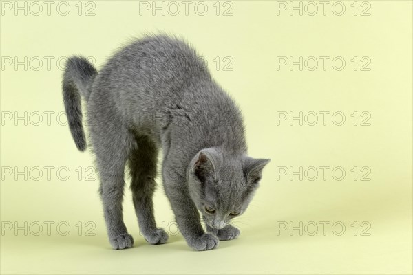 Breedcat Russian Blue (Felis silvestris catus)