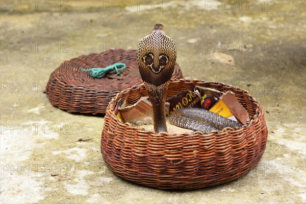 Indian cobra (Naja naja)