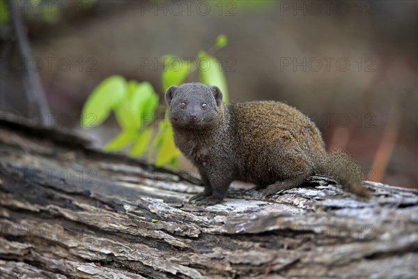 Dwarf mongoose (Helogale parvula)