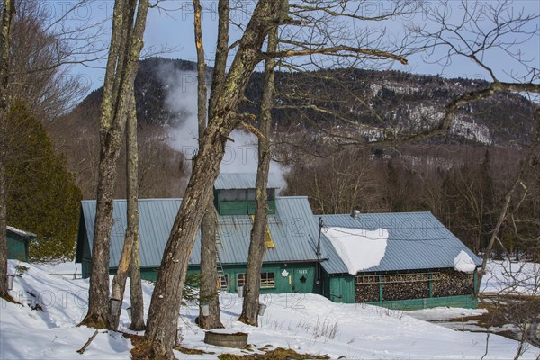 Sugarhouse in spring with buckets on Maple trees