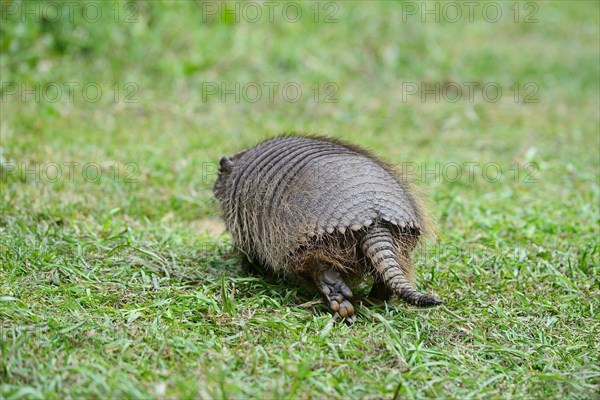 Big hairy armadillo (Chaetophractus villosus)