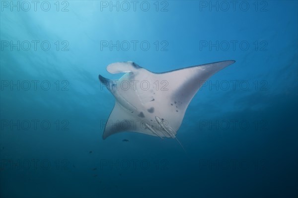 Reef Manta Ray (Mobula alfredi