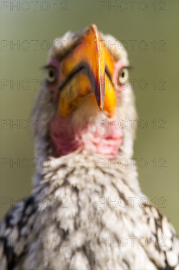 Southern Yellow-billed Hornbill (Tockus leucomelas)