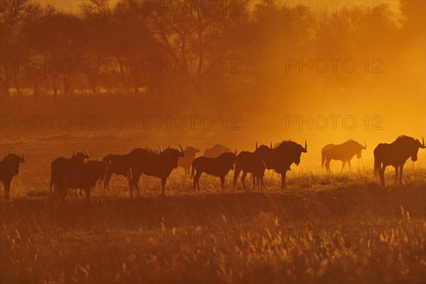 Herd of Blue wildebeests (Connochaetes taurinus)