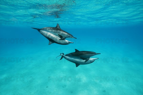 Mating of two pairs Spinner Dolphins (Stenella longirostris)