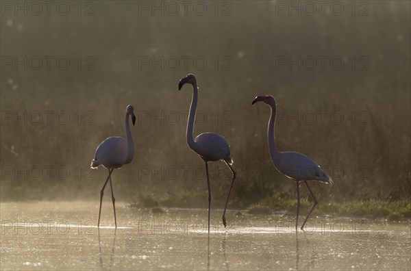 Greater Flamingo (Phoenicopterus roseus)