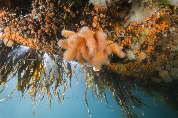 Dead man's fingers(Alcyonium digitatum) and Clonal Plumose Anemones (Metridium senile)