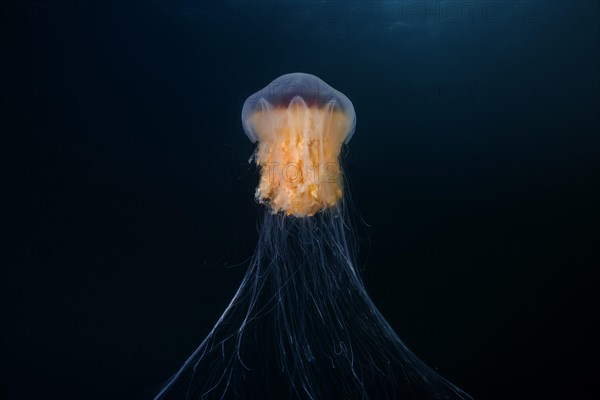 Lion's mane jellyfish (Cyanea capillata)