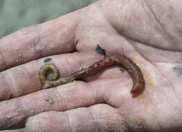 Lugworm (Arenicola marina)