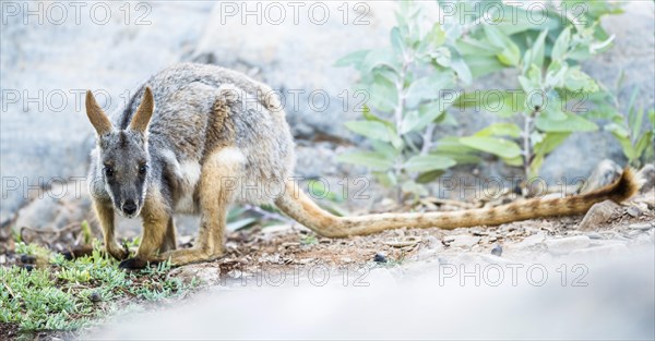 Yellow-footed rock-wallaby (Petrogale xanthopus)