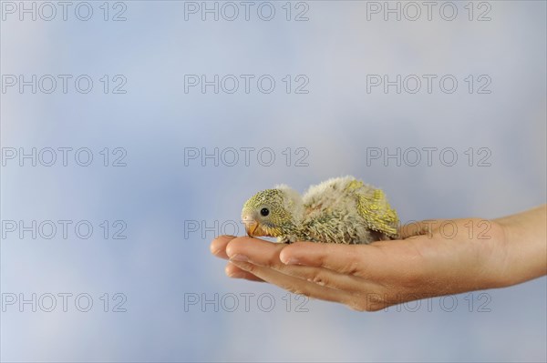 Budgerigar (Melopsittacus undulatus)