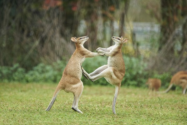 Agile wallabies (Macropus agilis)