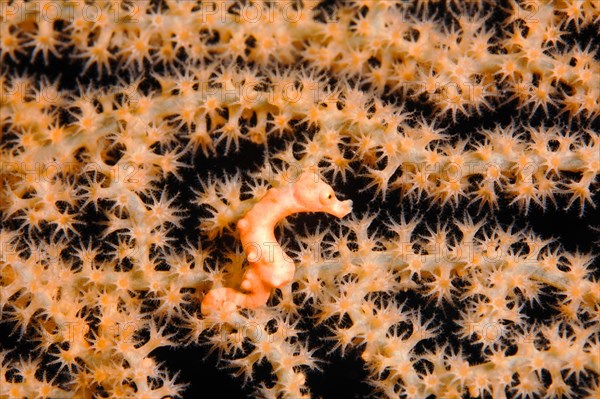 Denise's pygmy seahorse (Hippocampus denise)