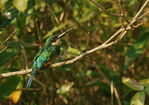 Rufous-tailed jacamar (Galbula ruficauda) sits on branch