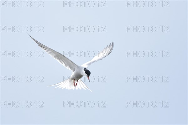 Common tern (Sterna hirundo) hunting in the shaking flight