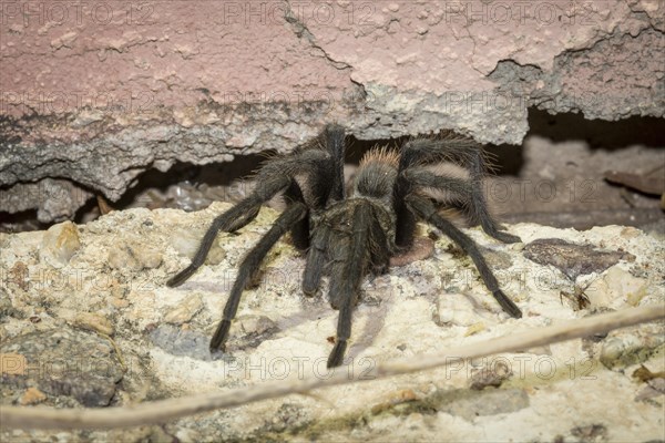 Western desert tarantula (Aphonopelma chalcodes) between masonry