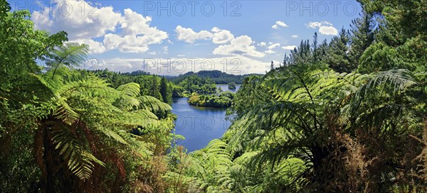 Silver Tree ferns (Cyathea dealbata) with lake Lake Mangamahoe in tropical rainforest