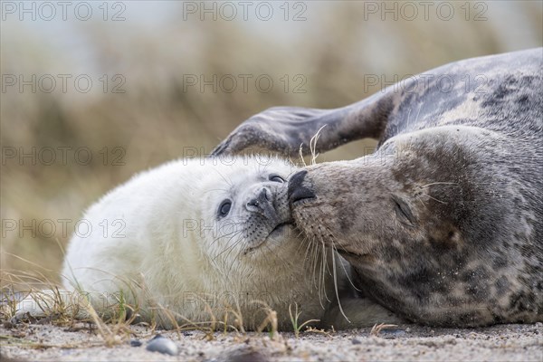 Grey seals (Halichoerus grypus) on the beach