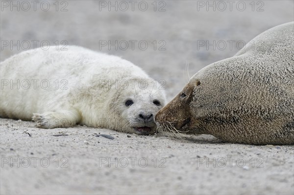 Grey seals (Halichoerus grypus)