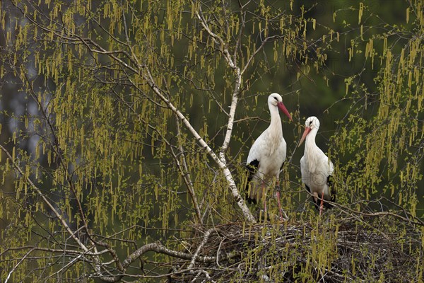 White storks (Ciconia ciconia)