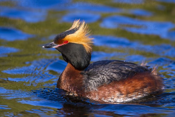 Horned Grebe (Podiceps auritus)