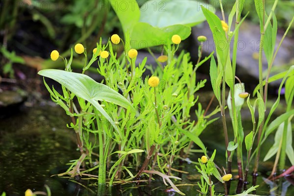 Brass buttons (Cotula coronopifolia)