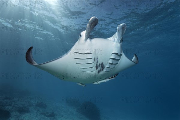 Reef manta ray (Manta alfredi)