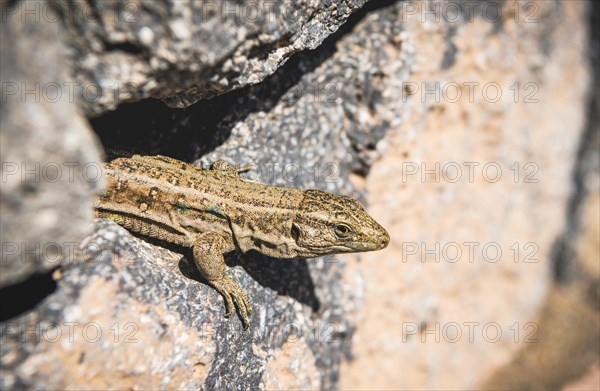 Canarian Lizard (Gallotia galloti) looks out from rock ledge