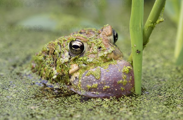 Male American toad (Anaxyrus americanus) calling sac inflated