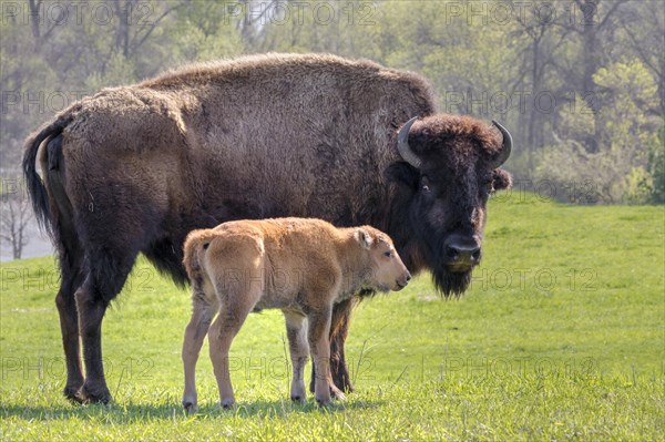 Female American bison (Bison bison) with a calf