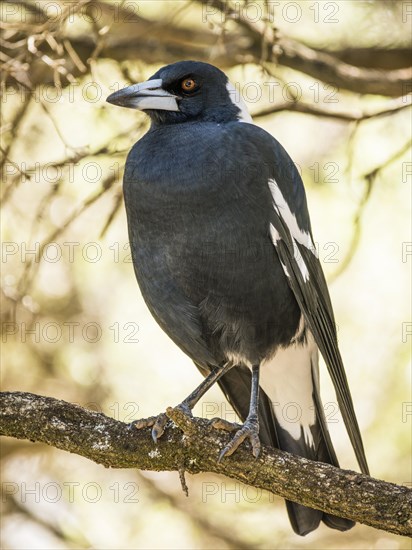 Australian magpie (Gymnorhina tibicen)