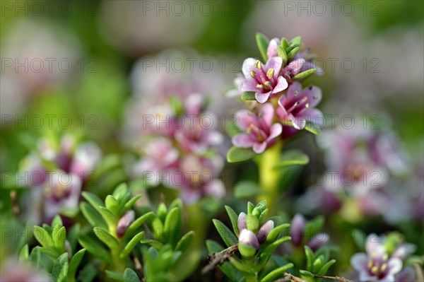 Sea milkwort (Glaux maritima)