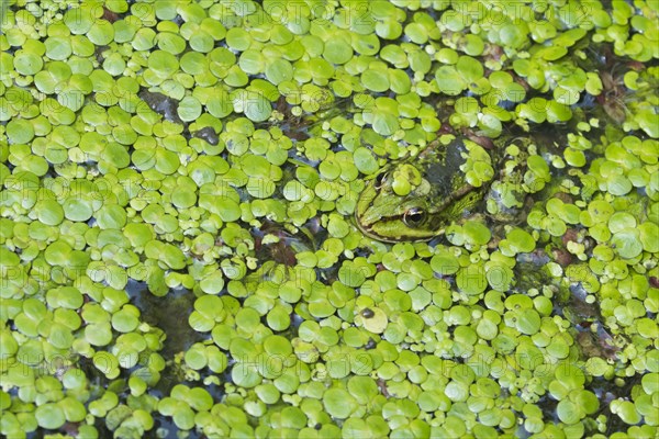 Water frog